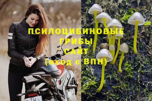apvp Алзамай